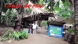 Vallee de Mai  Praslin  SEYCHELLES_1080p