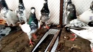 Beautiful pigeon royal tadeey sath waly tadeey