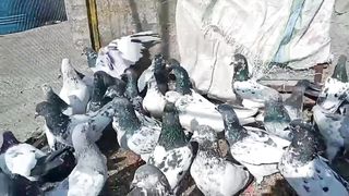 Beautiful pigeon breeder pair best flying parvaazi