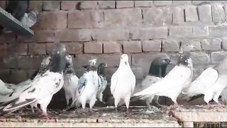 Beautiful parvaazi pigeon best flying high sweet