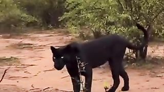 Soooo beautiful black panther.