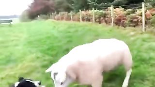 Border collie masters its task.