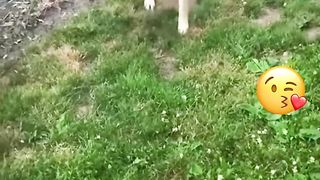 Beleza da vida animal