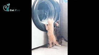 Funny cat videos ???? funny cats video cute cat ????