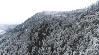 "Rhapsody in Green: A Melodic Exploration of Nature's Harmony"