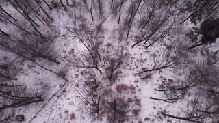"Immersive Ecosystems: Journeying Through Diverse Natural Realms"