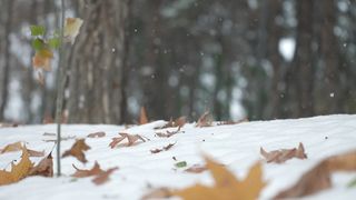 "Oasis of Calm: A Cinematic Retreat into Natural Serenity"