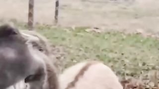 Funny Donkey Viral Video