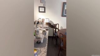 Funniest Animals 2023???? Best cat videos for a good mood! ???? 3