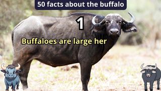 50 Facts about buffalo
