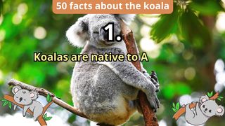 50 Facts about koala