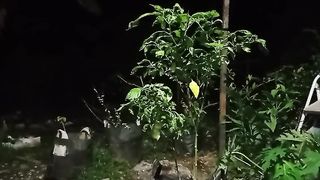 Beat insomnia with the sounds of Fireflies & Crickets   Calming Sounds Relaxation for 10 minutes