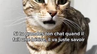 Ces choses qui brisent vraiment le cœur de ton chat ????????