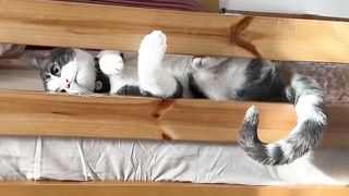 Our Cat (Hayat) missed his room????