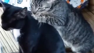 cat massage...