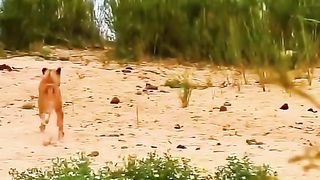Löwenangriff auf Buffalo
