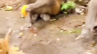Funny Monkey Viral Video 88
