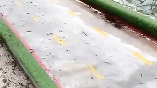 Very funny monkey racing