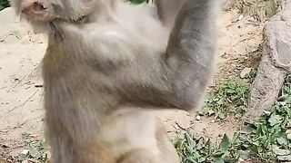Monkey is drinking...