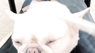 Funny Dog Viral Video 62