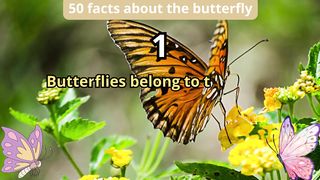 50 Facts about butterfly