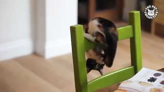 13 Funny Kittens | Funny Cat Video Compilation