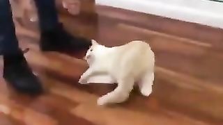 Very funny cat 4