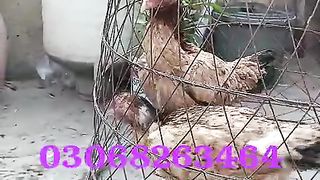 Aseel hens for sale 2