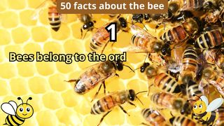 50 Facts about bee