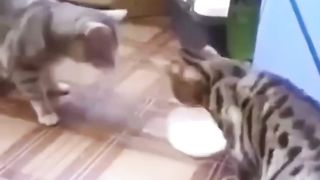 камавинга бинга
