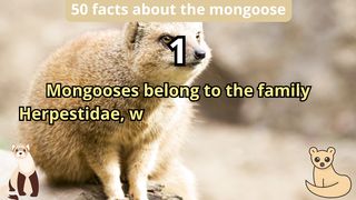 50 Facts about mongoose