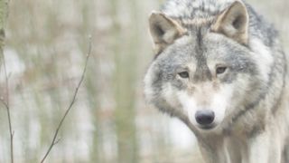 Wolf predator dangerous l very dangerous animals
