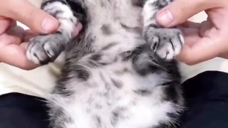 мурочка курочка жабка