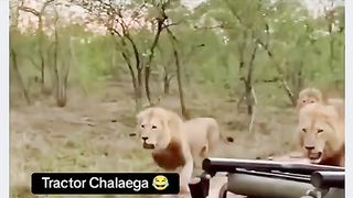 Funny Lion Viral Video 10