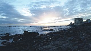 "Eco Harmony: Embracing the Symbiosis of Life in the Wild"