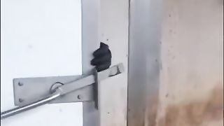 The end of comedy