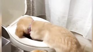 Funny Dog Viral Video 63