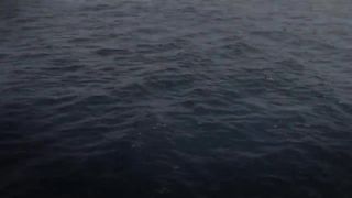 Blue Water White Shark (Guadalupe 2008).