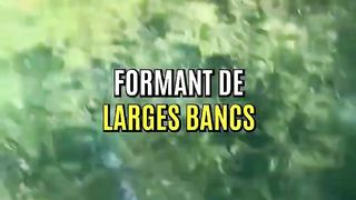 Océan