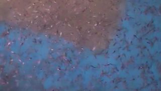 Budidaya ikan lele di kolam TERTUTUP, lancar jaya dengan NITROBACTER