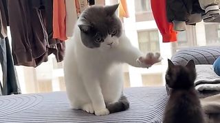 Funny Cat Viral Video 67