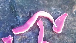 Aliens des mers