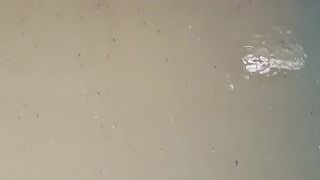 Ikan lele menggantung saat pagi hari itu wajar, setelah diberi makan juga akan stabil lagi