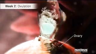 How a baby grows from an embryo