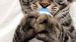 Funny Cat Viral Video 68