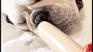 Funny Dog Viral Video 64