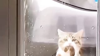 Chat cadeau
