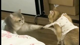 Funny Cat Viral Video 69