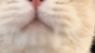 kit kot kat