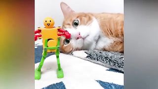 Funny Cats Videos ???? Baby Cats - Funny Animals Videos | Cute and Funny Cats Videos Compilation